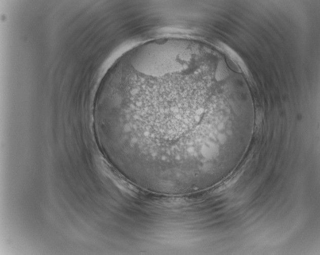 X0000087741435200705211001