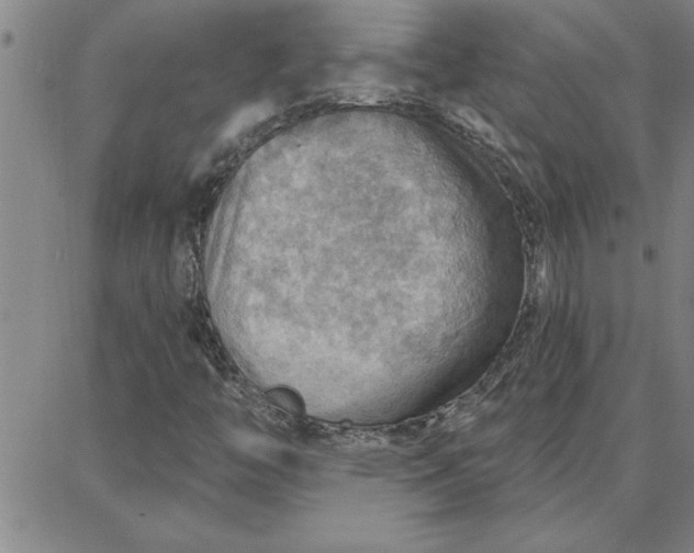 X0000087741446200705211000