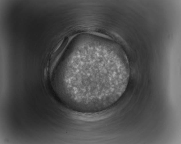 X0000087740026200705291022