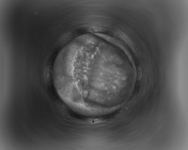 X0000087740169200705291020