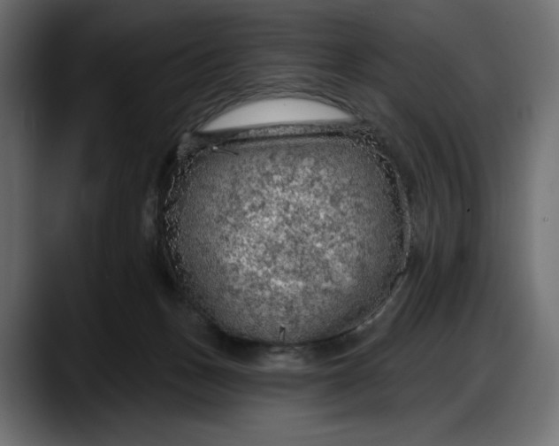 X0000087740175200705291020