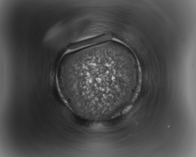 X0000087740177200705291020