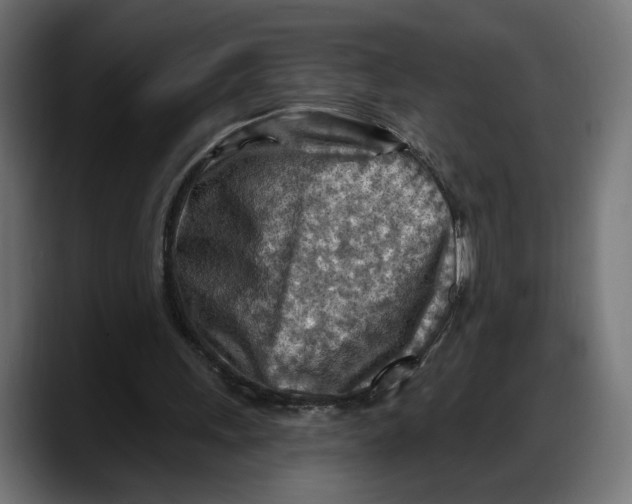 X0000087740243200705291019