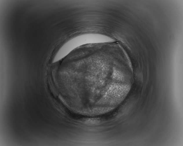 X0000087740303200705291018