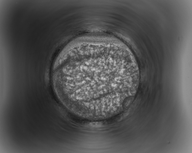 X0000087740353200705291017