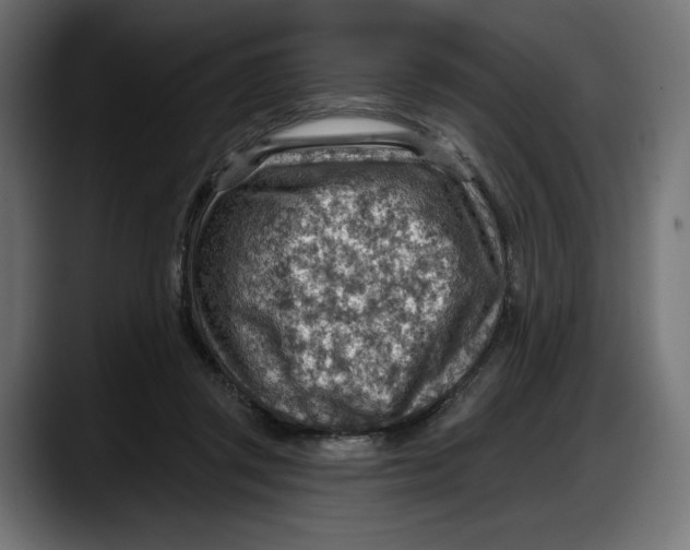 X0000087740357200705291017