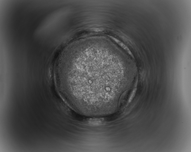 X0000087740373200705291018