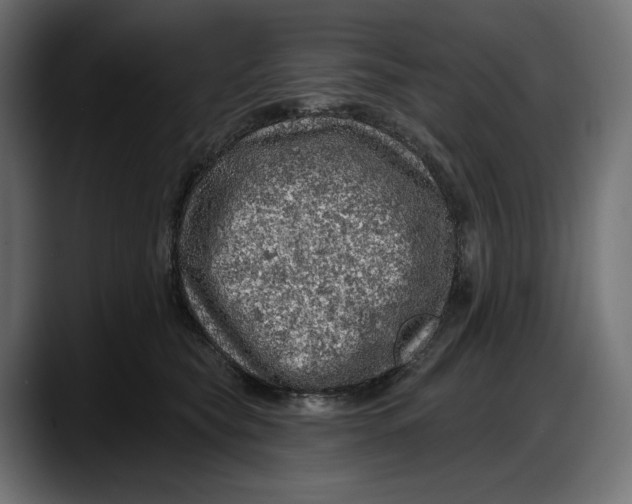 X0000087740565200705291015