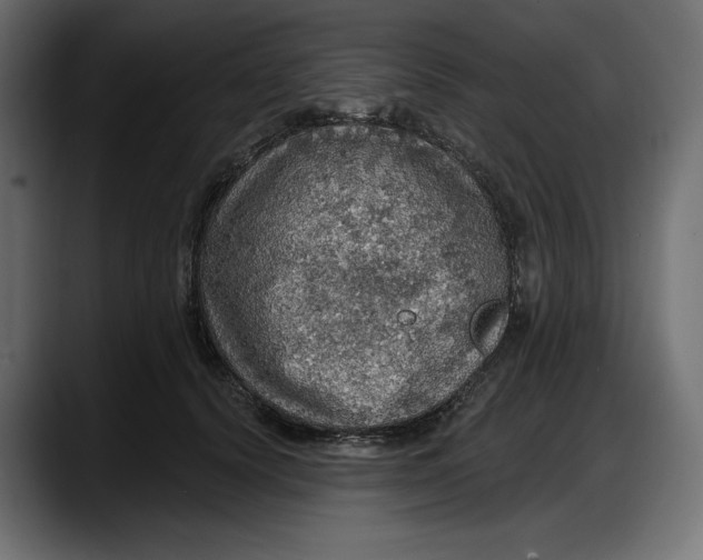 X0000087740656200705291014