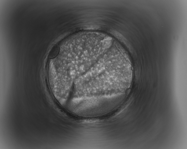 X0000087740721200705291012