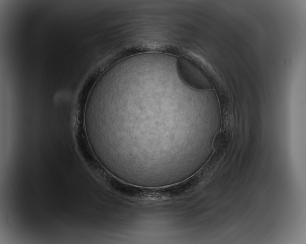 X0000087740736200705291012