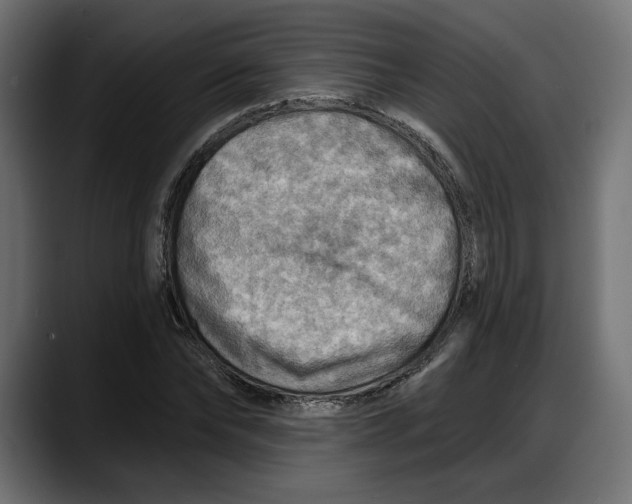 X0000087740878200705291011