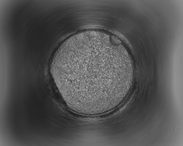 X0000087740937200705291010