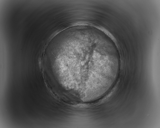 X0000087740953200705291010