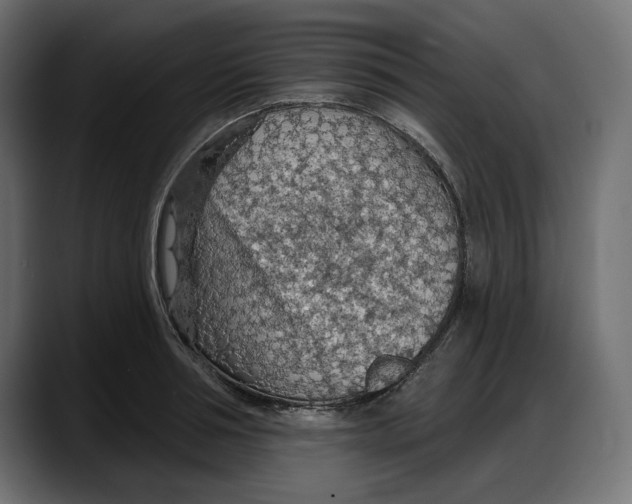 X0000087740994200705291009