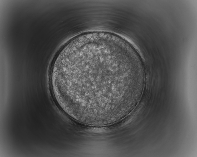 X0000087740998200705291009