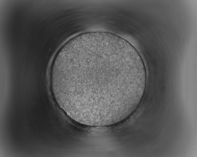 X0000087741008200705291009