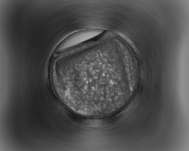 X0000087741023200705291008