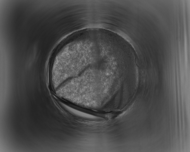 X0000087741127200705291007