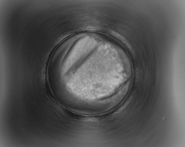 X0000087741170200705291007