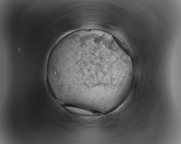 X0000087741244200705291006