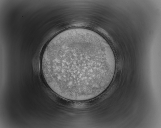 X0000087741274200705291005