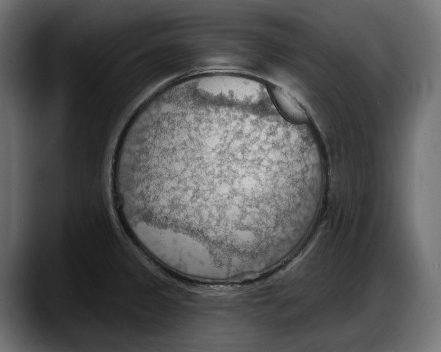 X0000087741333200705291005