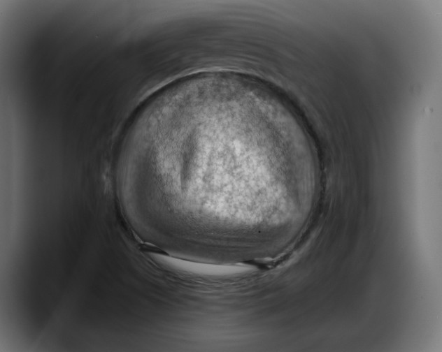 X0000087741505200705291002