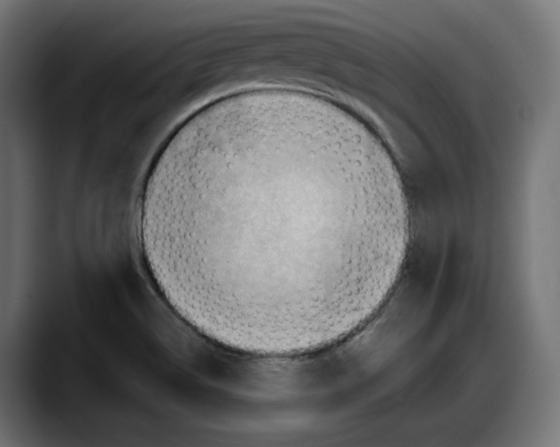 X0000087741514200705291002