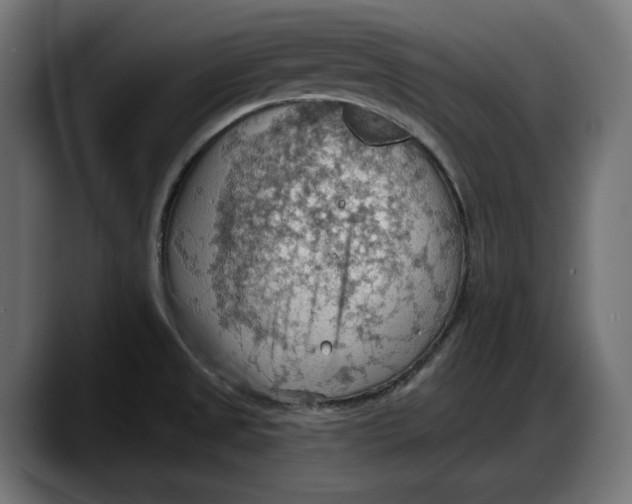 X0000087741525200705291002