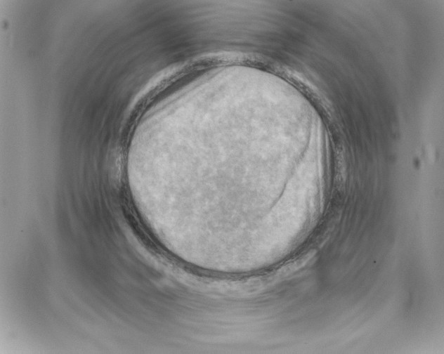 X0000087740016200706041048