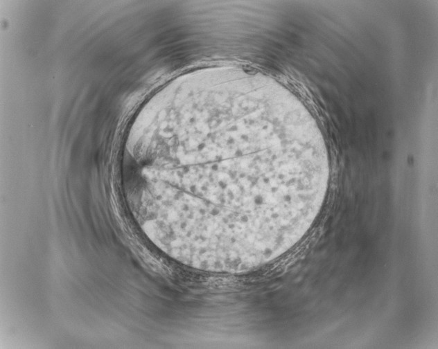 X0000087740145200706041045