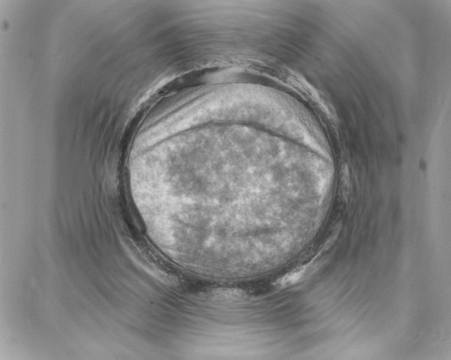 X0000087740203200706041045