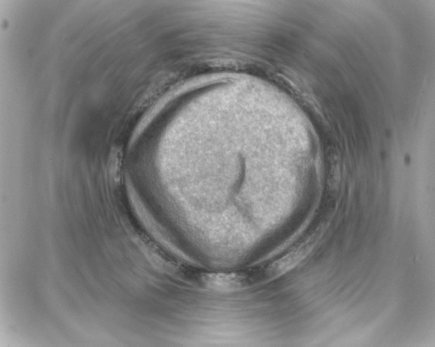 X0000087740273200706041044