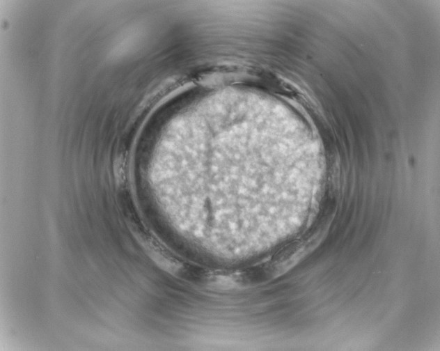 X0000087740285200706041044