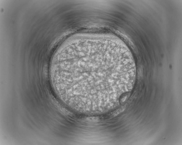 X0000087740353200706041042