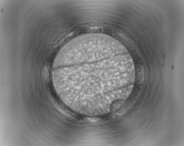 X0000087740654200706041038