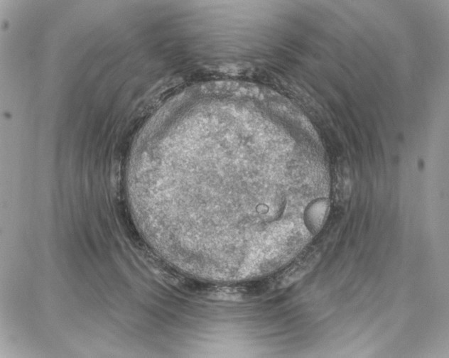 X0000087740656200706041038