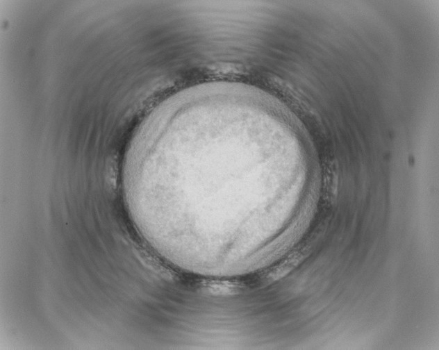 X0000087740710200706041037