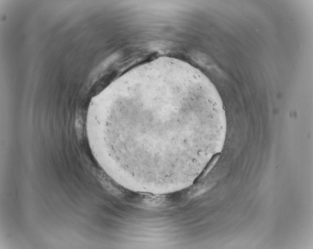 X0000087740720200706041037