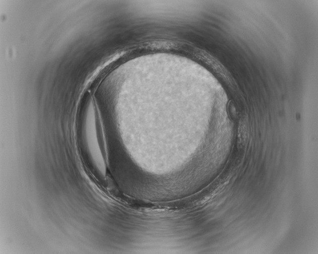 X0000087740722200706041036