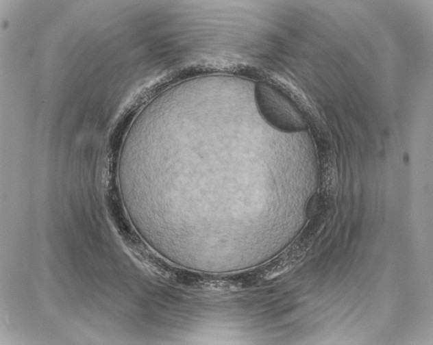 X0000087740736200706041036