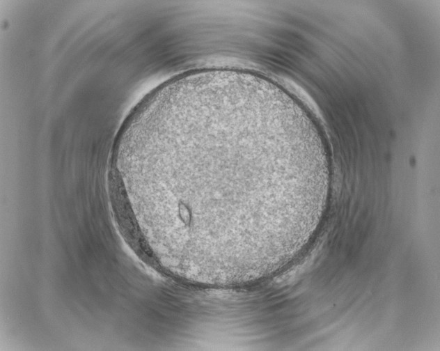 X0000087740847200706041035