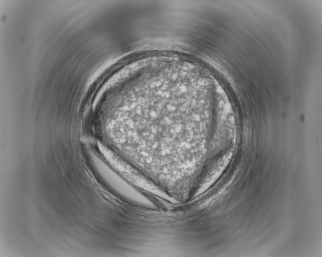 X0000087740925200706041033