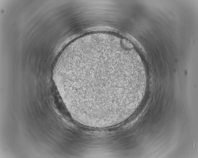 X0000087740937200706041033