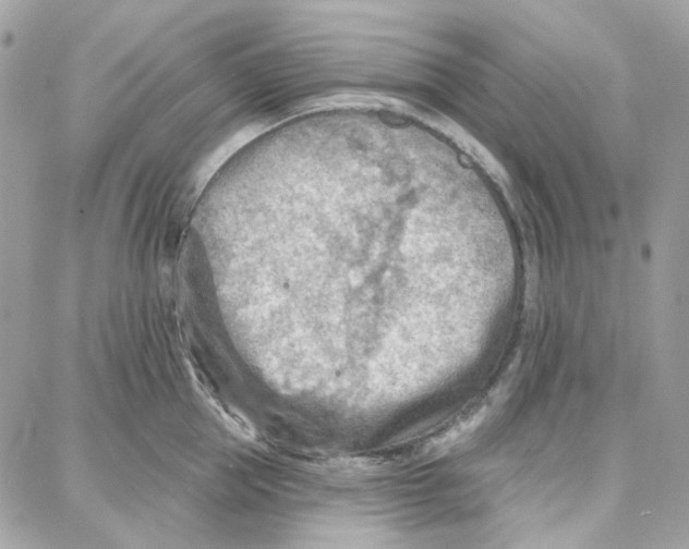 X0000087740953200706041033