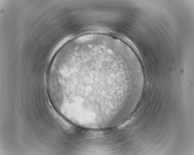 X0000087741243200706041029