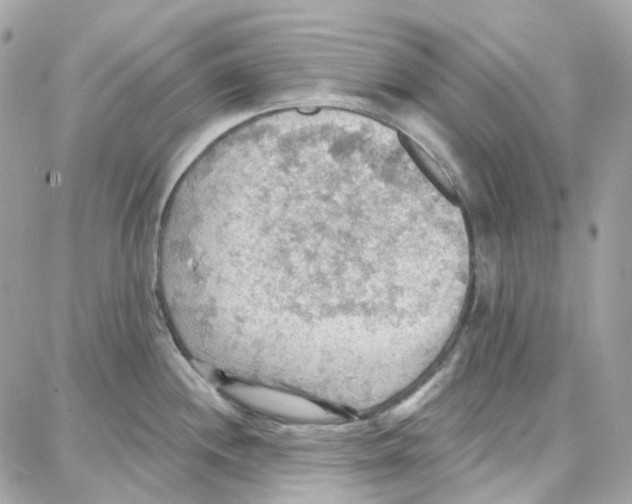 X0000087741244200706041029