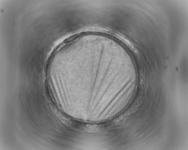 X0000087741264200706041028