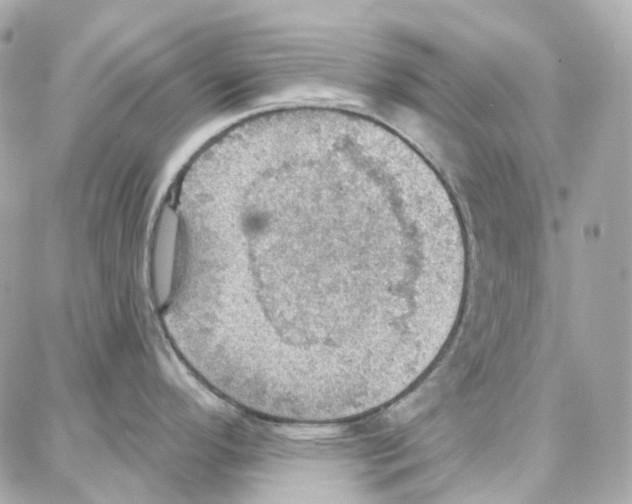 X0000087741296200706041027